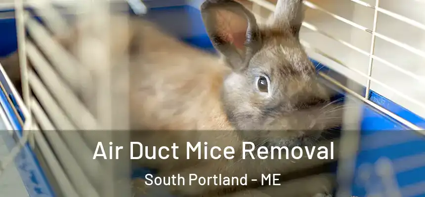  Air Duct Mice Removal South Portland - ME